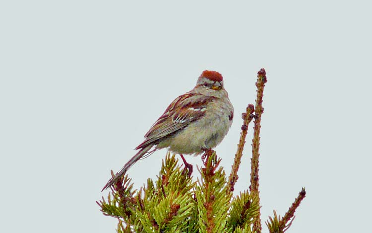 American Tree Sparrow, Denali Highway, Alaska, June 2012