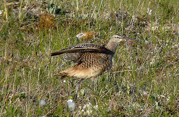 Bristle-thighed Curlew, Nome. Alaska, July 2012