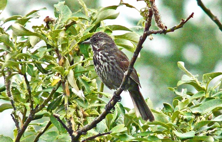 Song Sparrow (Kenai form), Seward, Alaska, June 2012