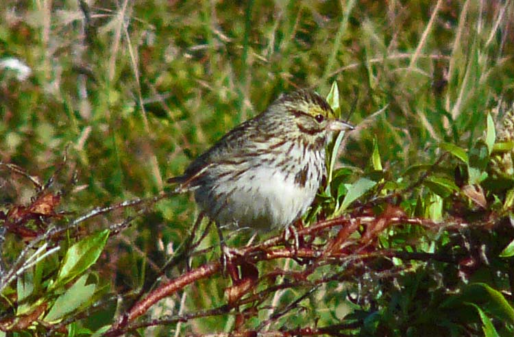 Savannah Sparrow, Nome, Alaska, July 2012