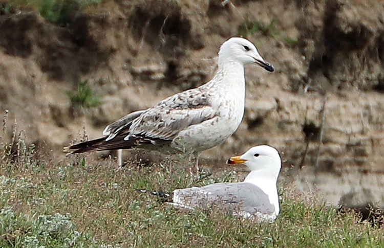 Armenian Gull, 1S, Lichk, May 2018