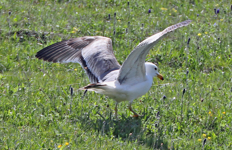 Armenian Gull, 2S, mountains above Lake Sevan, May 2018