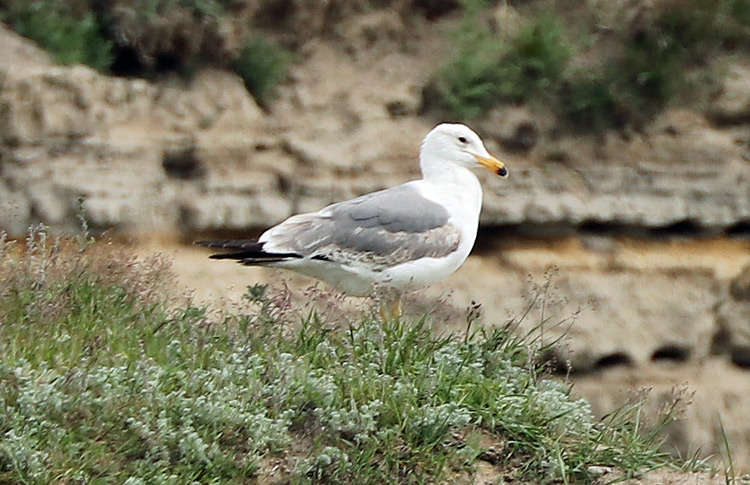 Armenian Gull, 2S,  Lichk, May 2018