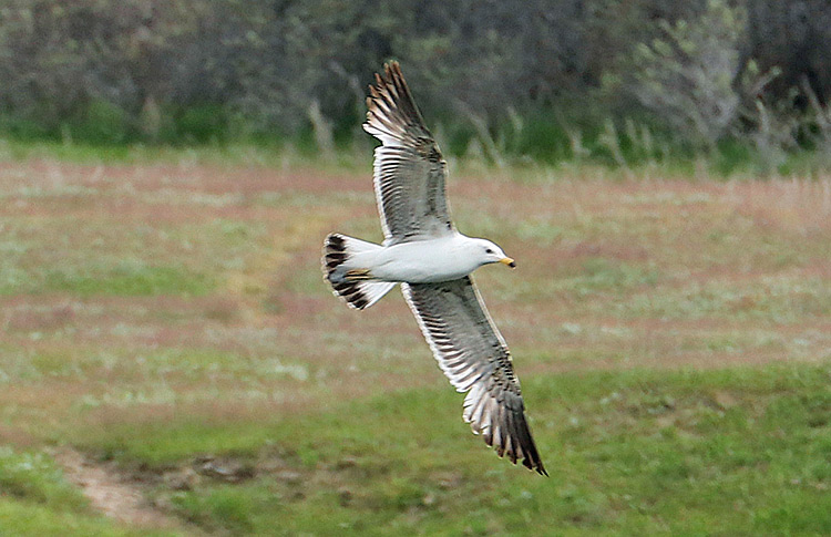 Armenian Gull, 2S, Lichk, May 2018