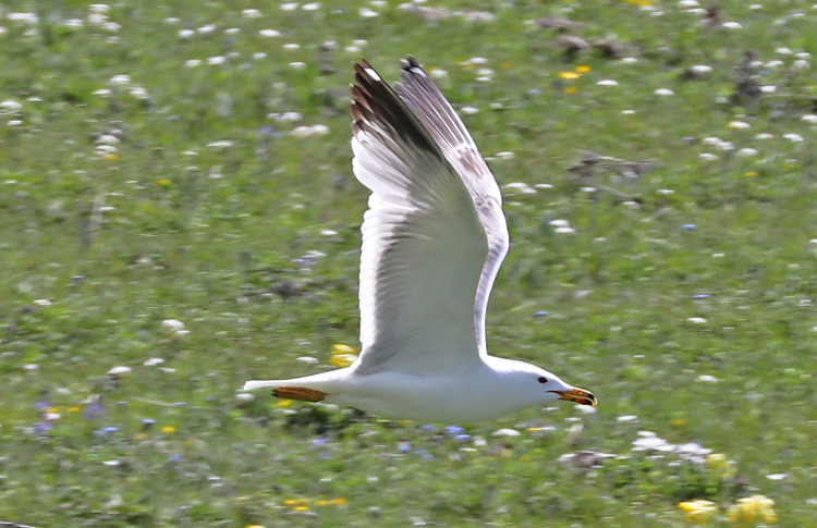 Armenian Gull, 4S-type, mountains above Lake Sevan, May 2018