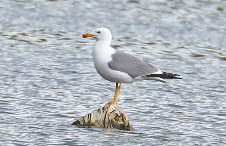 Armenian Gull, Lake Sevan, May 2018