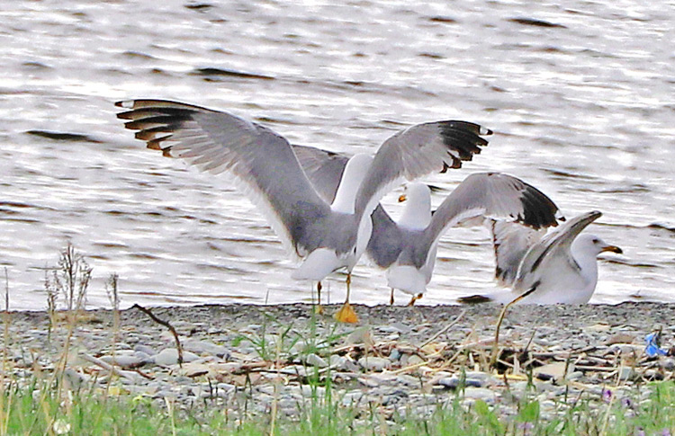 Armenian Gulls, Lake Sevan, May 2018