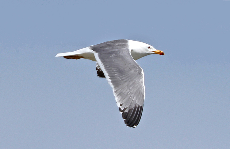 Armenian Gull, Lake Sevan, Armenia, May 2018