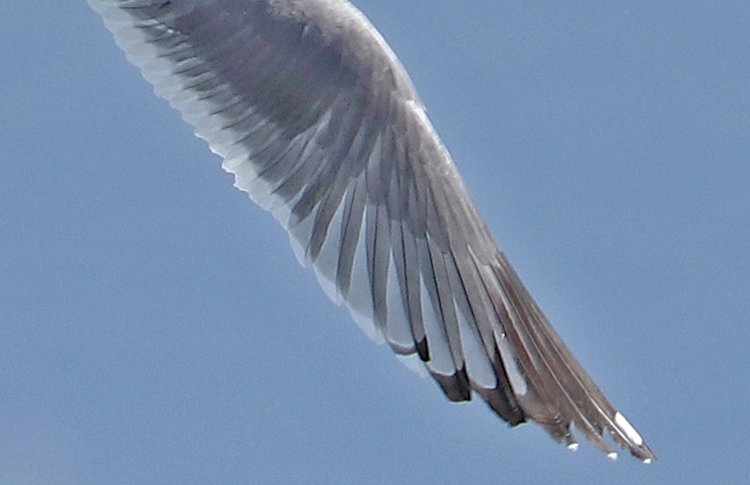 Armenian Gull primaries, Lake Sevan, May 2018