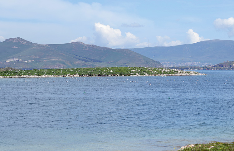 Armenian Gull breeding island, Lake Sevan, May 2018