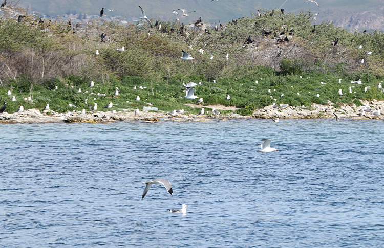 Armenian Gull breeding island, Lake Sevan, May 2018