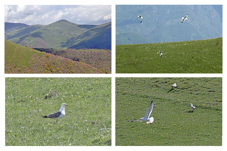 Armenian Gulls loafing on mountain slopes above Lake Sevan, May 2018