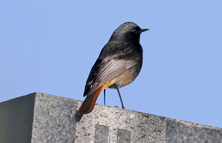 Black Redstart, Armenia, May 2018