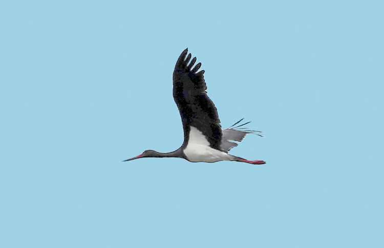 Black Stork, Sevan,  Armenia , May 2018