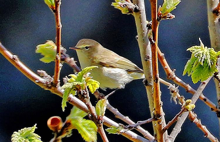 Chiffchaff (caucasicus or menzbieri), Dilijan, Armenia, May 2018, Alan Dean