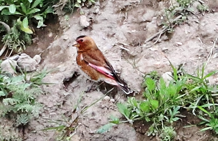 Crimson-winged Finch, Armenia, May 2018