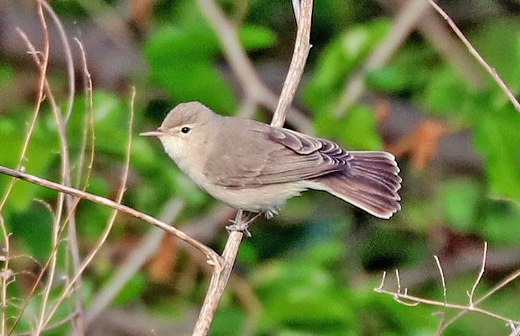 Eastern Olivaceous Warbler, Armenia, May 2018