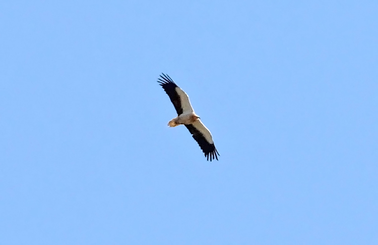 Egyptian Vulture,  Ourts , May 2018