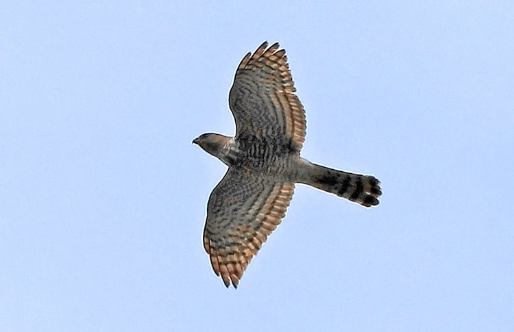 Levant Sparrowhawk Vedi, Armenia,  May 2018