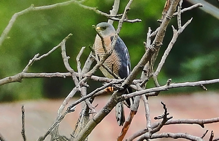 Levant Sparrowhawk, Meghri, Armenia,  May 2018
