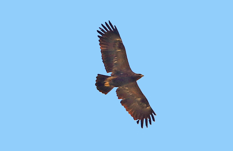 Lesser Spotted Eagle, Sevan, Armenia,  May 2018