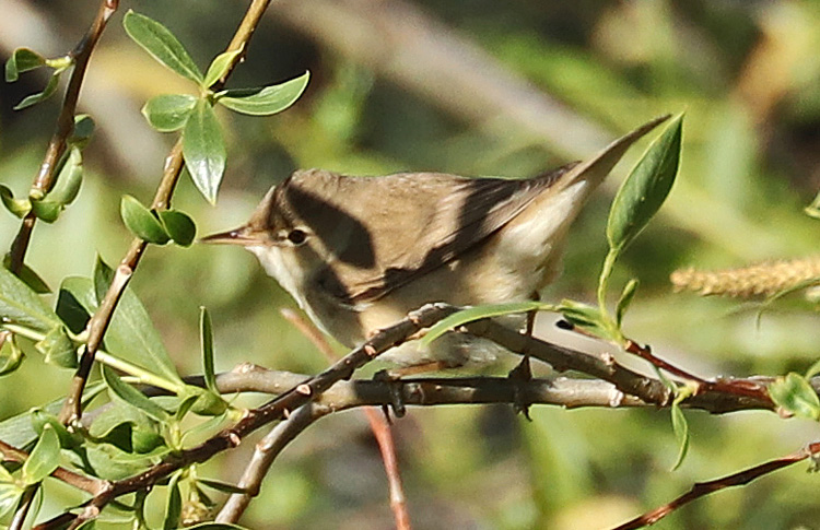 Marsh Warbler, Babajan, Armenia, May 2018