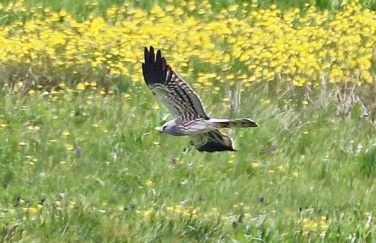 Montagu's Harrier, Armenia, May 2018