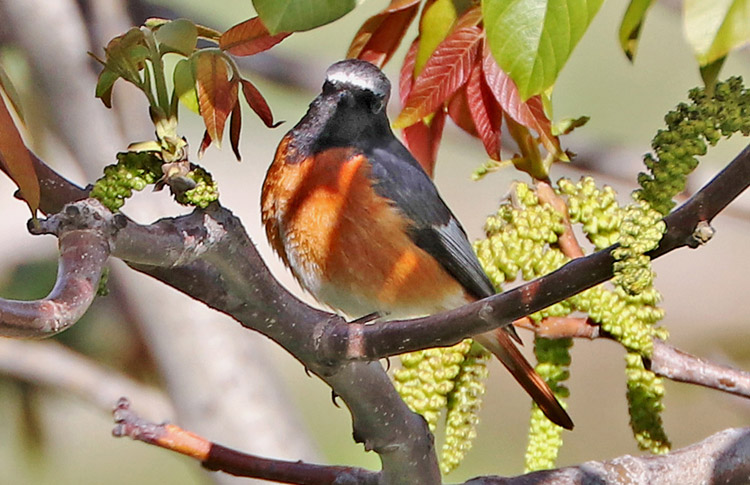 Redstart (samamisicus), Armenia, May 2018