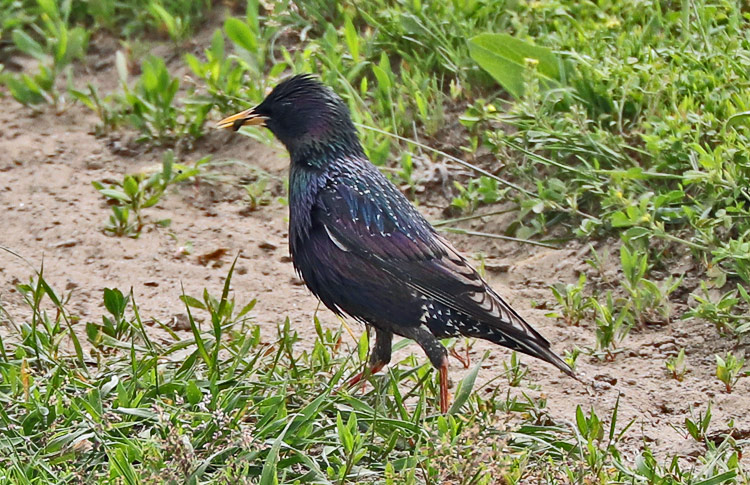 Starling (S. v. purpurascens), Sevan, Armenia, May 2018