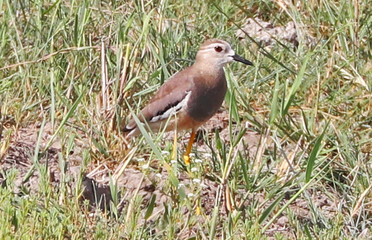 White-tailed Lapwing, Armash, Armenia, May 2018