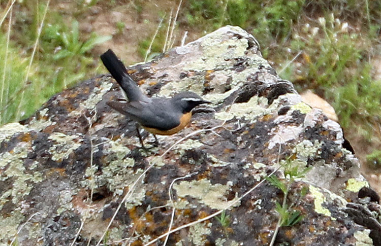 White-throated Robin, Armenia, May 2018