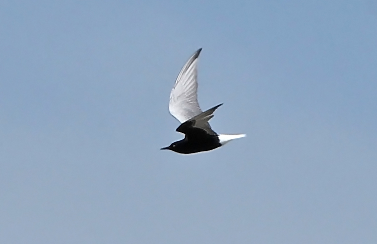 White-winged Tern, Lake Sevan, Armenia, May 2018
