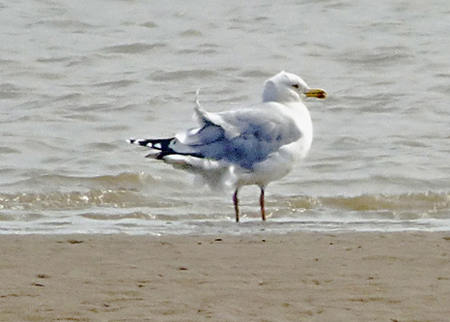 LWHG, Minjiang Estuary, China, Jan 2015