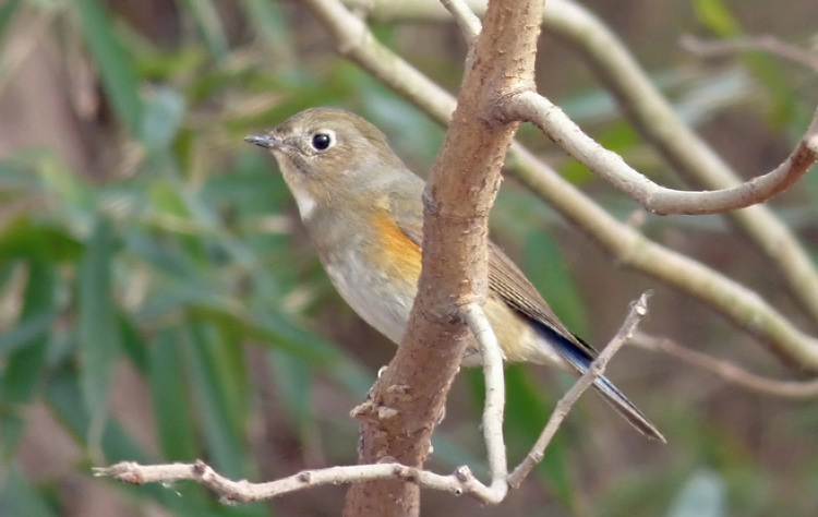 Red-flanked Bluetail (female)