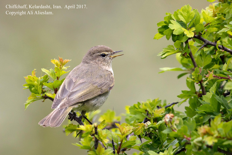 Chiffchaff, probably menzbieri, Elborz Mountains, Iran. Ali Alieslam.