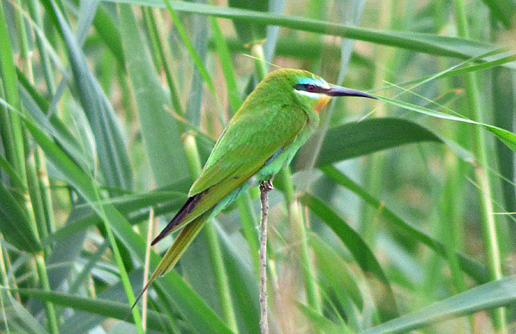 Blue-cheeked Bee-eater, Iran. April 2017