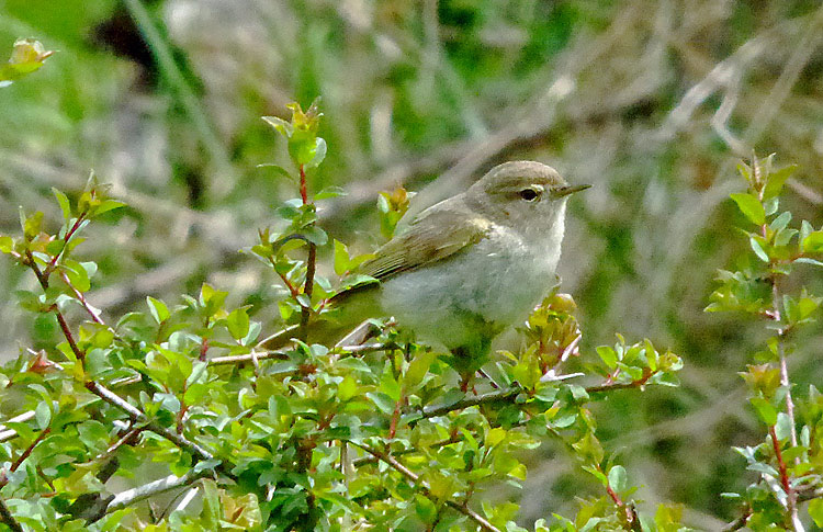 Common Chiffchaff, probably menzbieri, Iran, April 2017