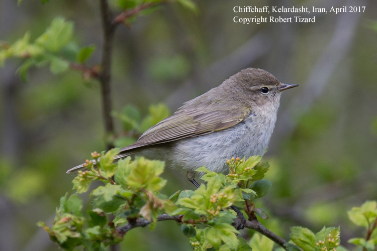 Chiffchaff, probably menzbieri, Elborz Mountains, Iran. Robert Tizard