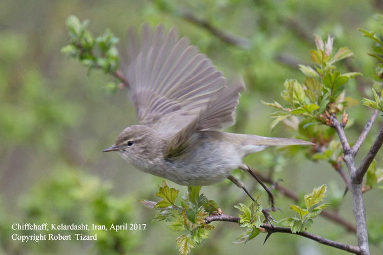 Chiffchaff, probably menzbieri, Elborz Mountains, Iran. Robert Tizard