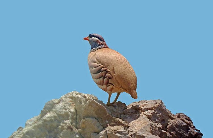 See-see Partridge, Iran. April 2017