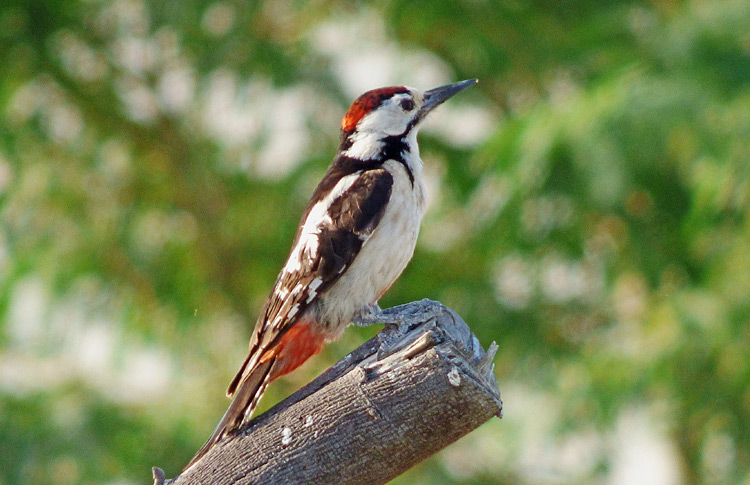 Sind x Syrian Woodpecker, Iran. April 2017