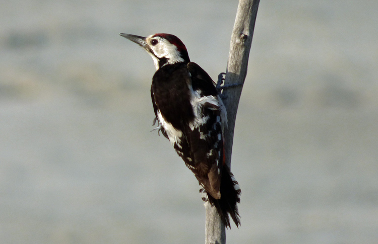 Sind x Syrian Woodpecker, Iran. April 2017