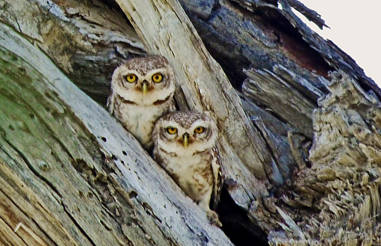 Spotted Owlets, Iran. April 2017