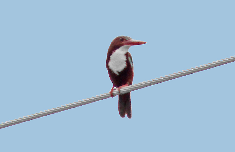 White-throated Kingfisher, Iran. April 2017