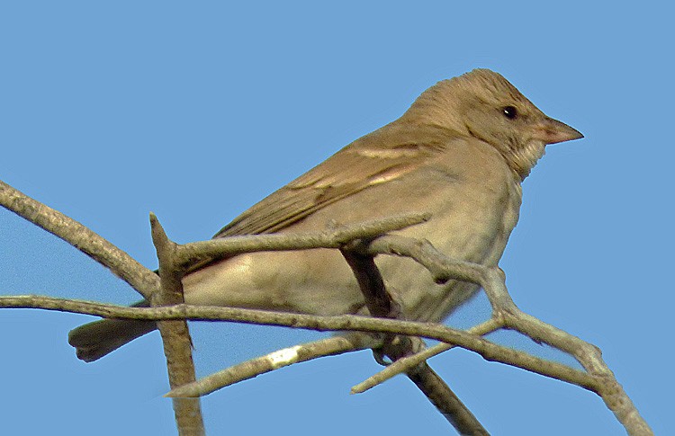 Yellow-throated Sparrow (F), Iran. April 2017