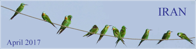 Iran: Gallery of bird photos