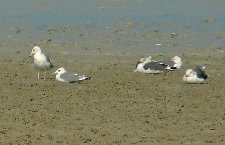 Caspian Gulls (with Heuglin's Gulls), Kuwait, December 2013