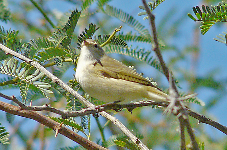 Chiffchaff, Kuwait, December 2013