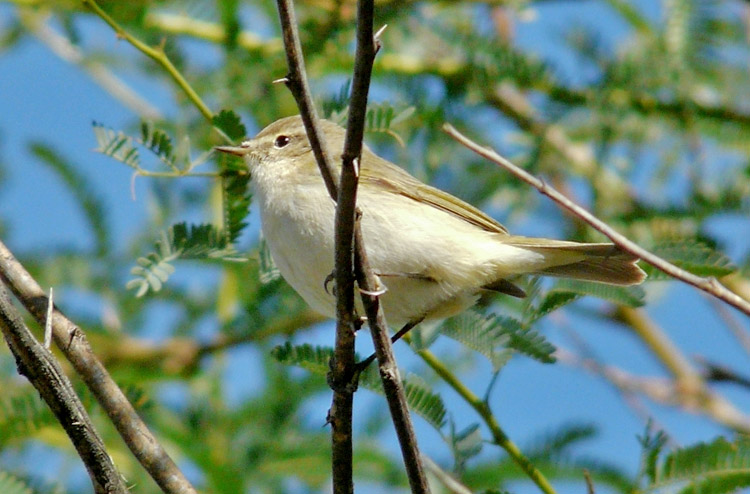 Chiffchaff, Kuwait, December 2013