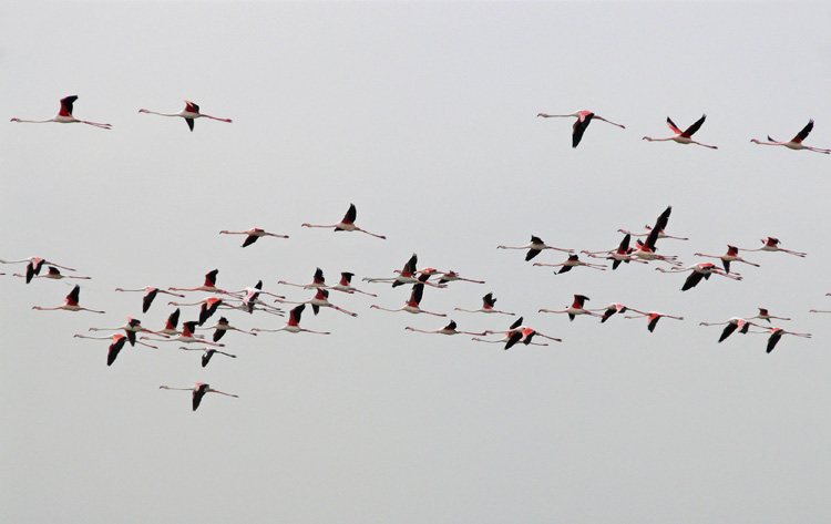 Greater Flamingos, Kuwait, December 2013